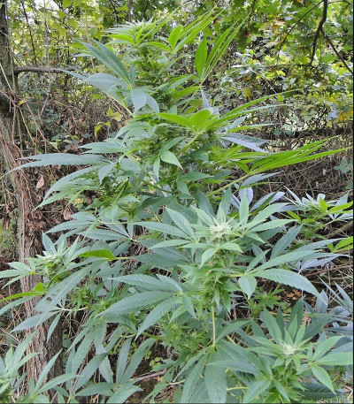 Семена сорта Himalaya Gold fem (Семяныч)