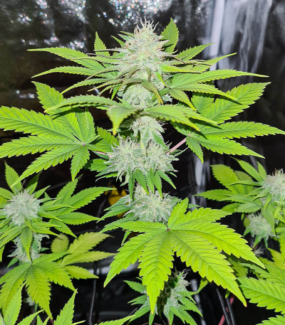 Семена сорта OG Kush fem (Victory Seeds)