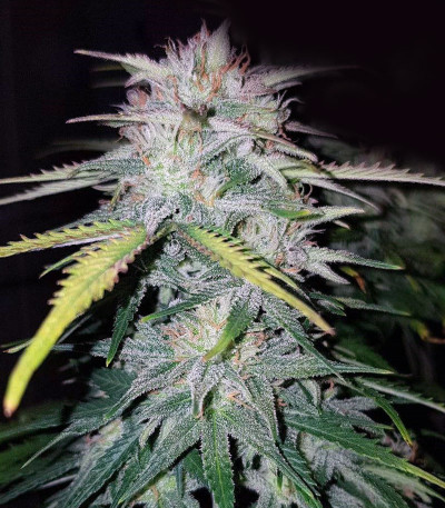 Семена сорта Wedding Cake fem (Cali Buds Seeds)