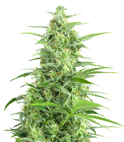 Семена сорта Sour Diesel Autoflowering fem (Dinafem Seeds)