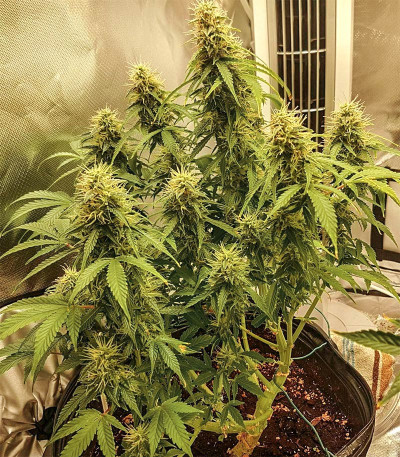 Семена сорта Auto OG Kush fem (Victory Seeds)