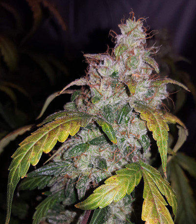 Семена сорта Auto White Widow fem (Pyramid Seeds)
