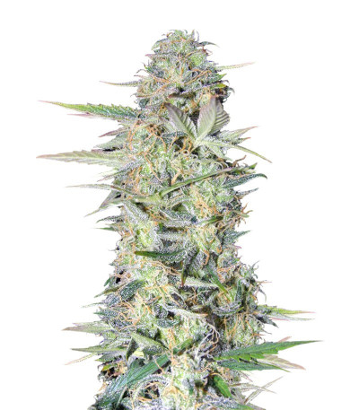 Микс семян конопли Easy Grow Auto Mix fem (Семяныч)