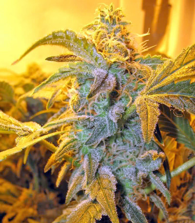 Семена сорта Thai Fantasy fem (Kannabia Seed Company)