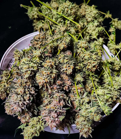 Семена сорта Lemon Orange fem (Green House Seeds)