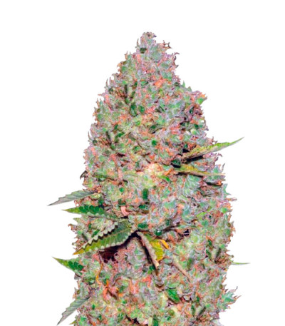 Семена сорта Auto Critical fem (Victory Seeds)