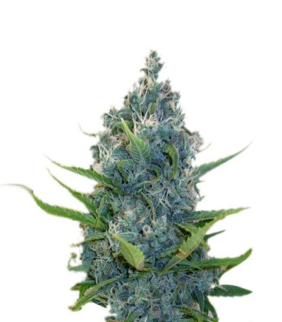 Семена сорта Exile fem (Serious Seeds)