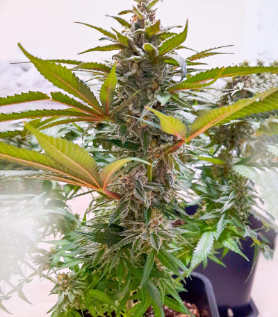 Семена сорта Eleven Roses fem (Delicious Seeds)