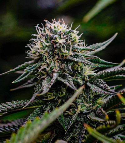 Семена сорта Glue Kripple fem (Dr. Krippling Seeds)