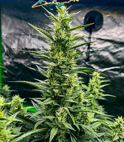 Семена сорта Speedy Skunk Auto fem (Семяныч)