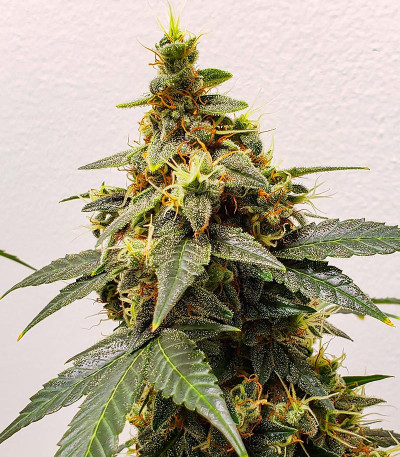 Семена сорта Gorilla Zkittlez Auto fem (FastBuds)