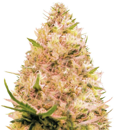 Семена сорта Auto Seemango fem (Victory Seeds)