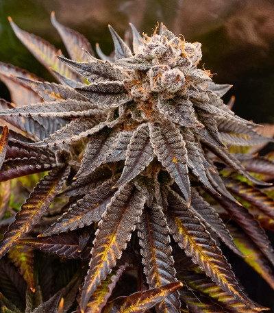 Семена сорта Persian Pie fem (Green House Seeds)