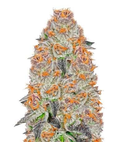 Семена сорта Anesia Scout Cookies (Anesia Seeds)