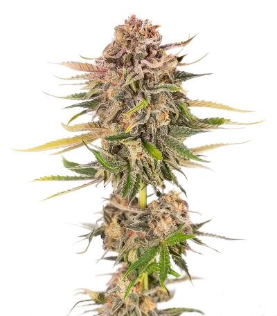 Семена сорта Baby Runtz Autoflower fem (Easy Grow Seeds)