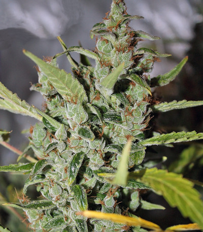 Семена сорта Tundra fem