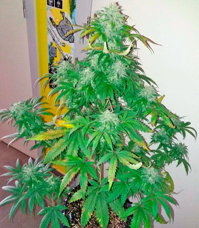 Семена сорта Bubba Kush Autoflowering fem (Dinafem Seeds)