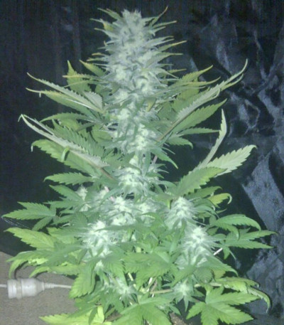 Семена сорта Green Love Potione fem (Samsara Seeds)