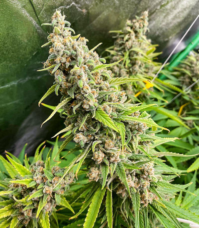 Семена сорта Grandmommy Purple fem (Herbies Seeds)