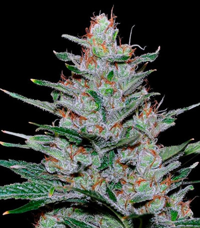 Семена сорта Missing In Barcelona fem