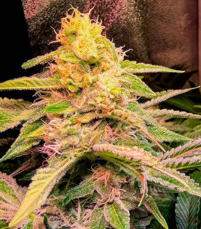 Семена сорта Special Tangie Auto fem (Семяныч)