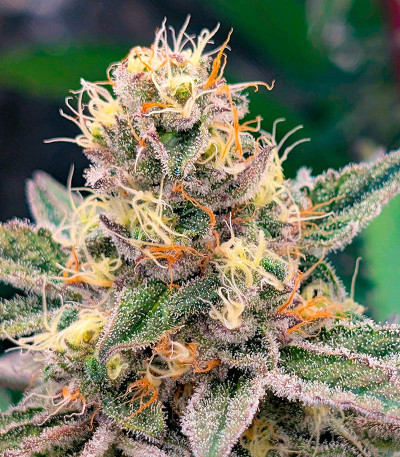 Семена сорта Super Boof fem от Barney's Farm