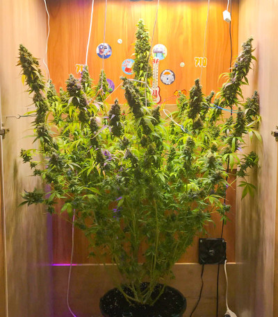 Семена сорта Big Satana Auto fem (Семяныч)