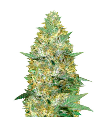 Семена сорта Auto Caramelino fem (Victory Seeds)