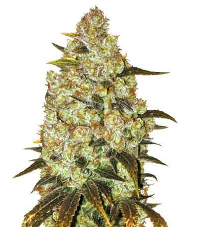 Семена сорта Psychedelic fem (Bulk Seed Bank)