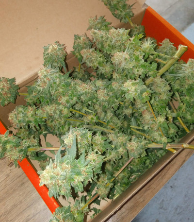 Семена сорта Bruce Banner #3 Fast fem (Original Sensible Seeds)