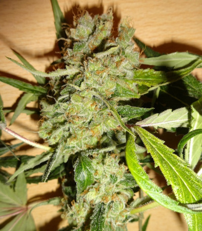 Семена сорта Euphoria CBD fem (Royal Queen Seeds)
