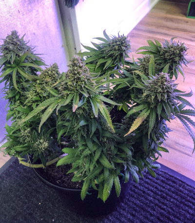 Семена сорта Northern Lights fem (Pyramid Seeds)