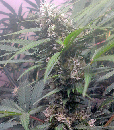 Семена сорта Swiss Cheese fem