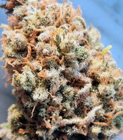 Семена сорта Big Foot fem (Sweet Seeds)