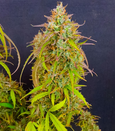 Семена сорта GMO Auto fem (Barney's Farm)