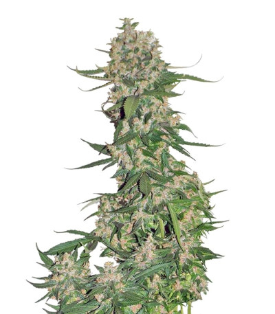 Семена сорта Crystal METH Auto fem (FastBuds)