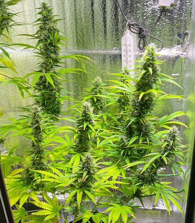 Семена сорта Zkittlez Auto fem (Семяныч)