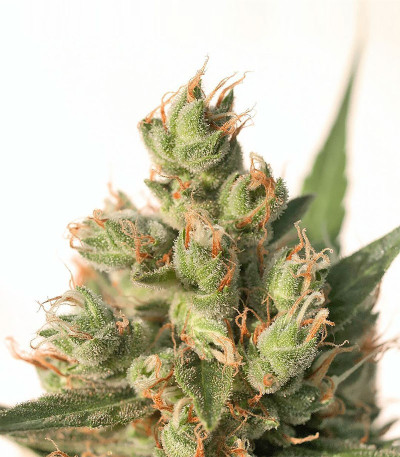 Семена сорта Buddha Calamity Jane Auto fem (Buddha Seeds)