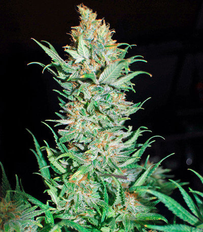 Семена сорта Critical Jack fem (Dinafem Seeds)