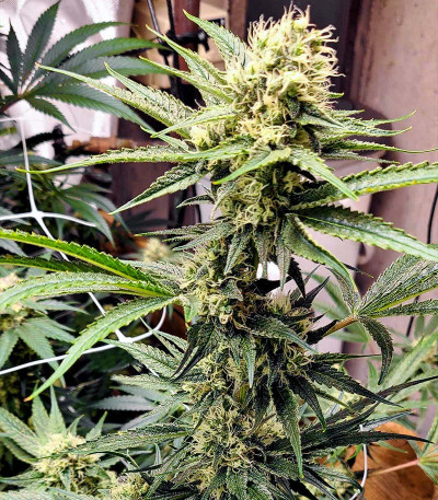 Семена сорта Grandmommy Purple fem (Herbies Seeds)