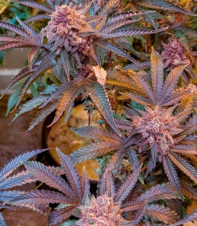 Семена сорта Insane OG Strain