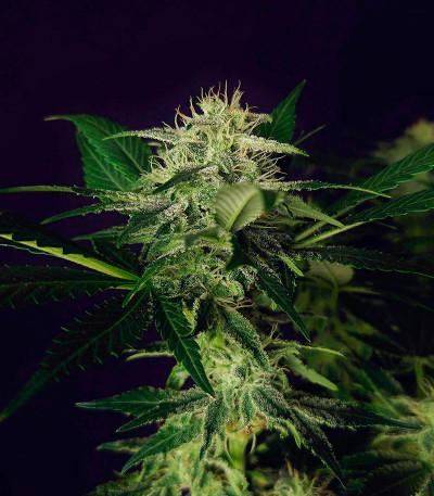 Семена сорта Mimosa Shot fem (Herbies Seeds)