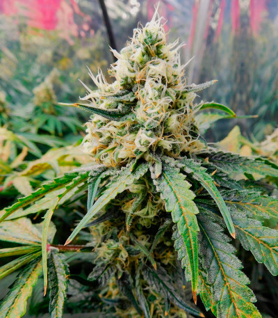 Семена сорта Miracle Alien Cookies fem (7CH American)