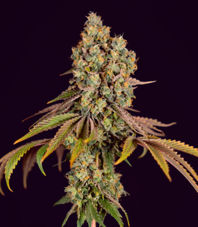 Семена сорта Polar Gelato Auto fem (Silent Seeds)