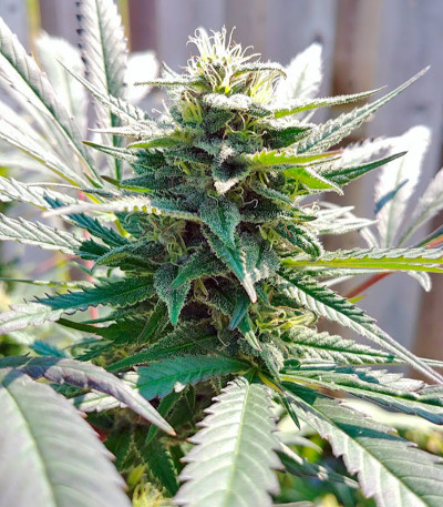 Семена сорта Queso (Kiss) fem