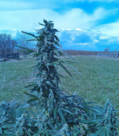 Семена сорта Rock Machine Auto fem (Doctor’s Choice)