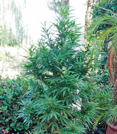 Семена сорта South African Kwazulu fem (World of Seeds)