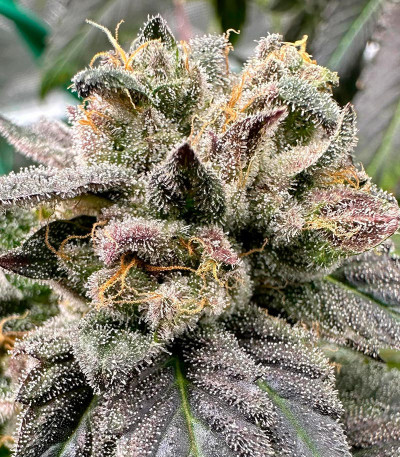 Семена сорта Vanilla Frosting fem (Humboldt Seed Company)