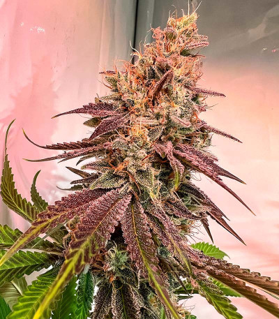 Семена сорта HighCloudZ fem (Green House Seeds)