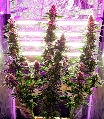 Семена сорта Sugar Black Rose fem (Delicious Seeds)